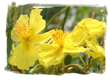 rock rose